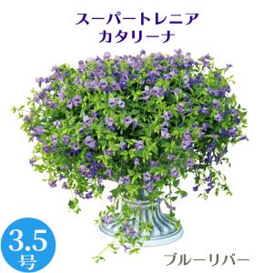 モリモリ! 栄養系 スーパートレニア カタリー...の詳細画像1