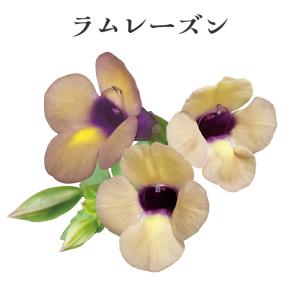 モリモリ! 栄養系 スーパートレニア カタリー...の詳細画像4