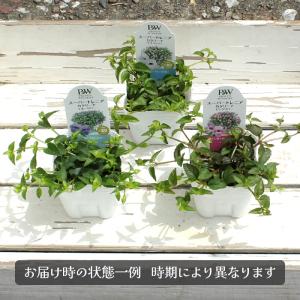 モリモリ! 栄養系 スーパートレニア カタリー...の詳細画像5