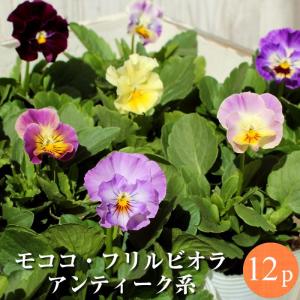 フリル咲きビオラ 新品種モココ mococo アンティーク系 花苗3号 24