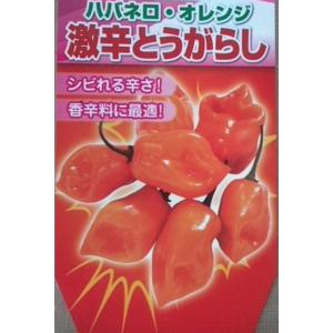 とうがらし ハバネロ オレンジ 激辛 「秋すぎ...の詳細画像2