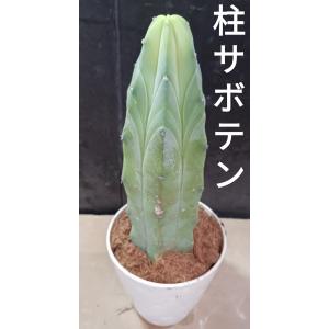 柱サボテン 多肉植物 トゲなしの商品画像