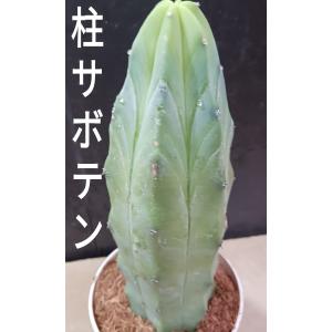 柱サボテン 多肉植物 トゲなしの詳細画像1