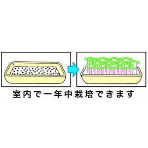 野菜の種 ブロッコリーの芽 健康野菜 送料73...の詳細画像1