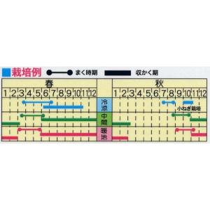野菜の種 九条太葱 ねぎ ネギ 優良配送のクリ...の詳細画像1