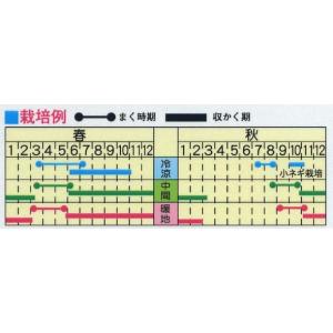 野菜の種 淺黄九条細ねぎ ネギ 優良配送のクリ...の詳細画像1