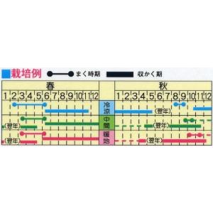 野菜の種 パセリ モスカールド 優良配送のクリ...の詳細画像1