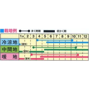 野菜の種 うまい菜 ふだん草 優良配送のクリッ...の詳細画像1