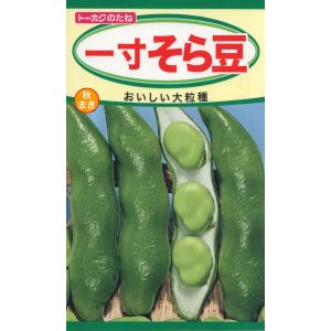 野菜の種 一寸そら豆 送料７３円