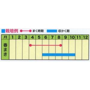 野菜の種 バジル,レモンバジル 優良配送のクリ...の詳細画像1