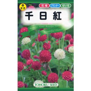 花の種 千日紅 ４袋まで送料７３円 優良配送のクリップポス トで送料185円
