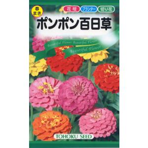 花の種 ポンポン百日草 優良配送のクリップポス トで１０袋まで送料１５０円