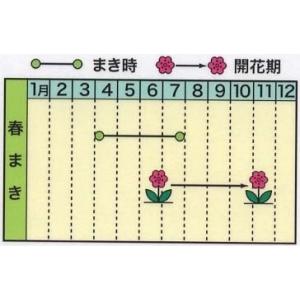 花の種 ポンポン百日草 優良配送のクリップポス...の詳細画像1