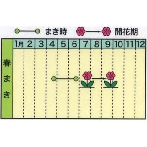 花の種 大輪朝顔 混合 アサガオ あさがお 優...の詳細画像1