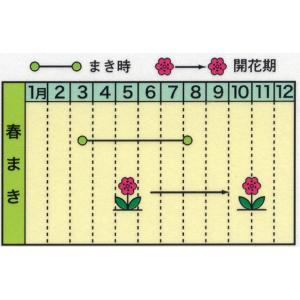 花の種 マリーゴールド混合 フレンチ系 優良配...の詳細画像1
