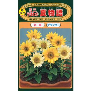 花の種 大輪ひまわり 4袋まで送料73円 優良配送はクリップポス トで