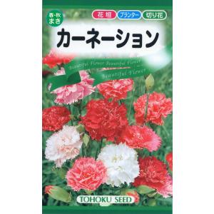 花の種 カーネーション 優良配送のクリップポス ...の商品画像