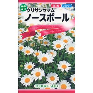 花の種 ノースポール ４袋まで送料７３円 クリサンセマム 優良配送は クリップポストで送料185円