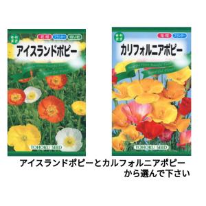 花の種 アイスランドポピー カルフォルニアポピー 優良配送のクリップポス トで１０袋まで送料１５０円