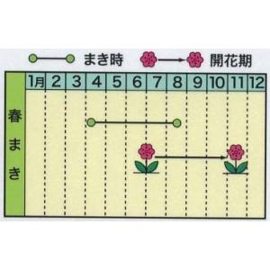 花の種 黄花コスモス 黄色コスモス 優良配送の...の詳細画像1