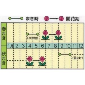 花の種 ゴデチャ ゴテチャ 優良配送のクリップ...の詳細画像1