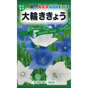 花の種 大輪ききょう 優良配送のクリップポス トで１０袋まで送料１５０円