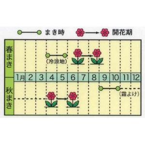 花の種 宿根 八重かすみ草 ローズかすみ草 カ...の詳細画像1