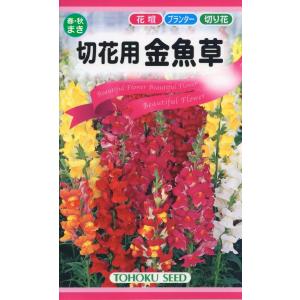 花の種 切り花用金魚草 ４袋まで送料７３円  優良配送はクリップポス トで送料185円