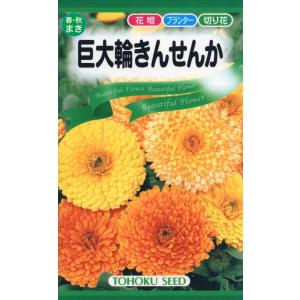 花の種 巨大輪きんせんか ４袋まで送料７３円  優良配送はクリップポス トで送料185円 キンセンカ