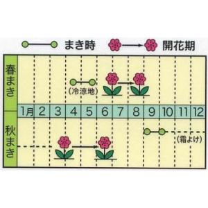 花の種 ネモフィラ 優良配送のクリップポス ト...の詳細画像1