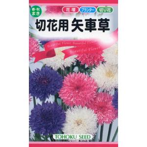 矢車草 種の商品一覧 通販 Yahoo ショッピング