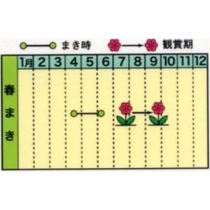 春まき種 大ひょうたん 瓢箪 優良配送のクリッ...の詳細画像1