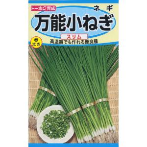 ねぎこさま専用 野菜の種 淺黄九条細ねぎ ネギ 4袋まで送料73円 優良配送はクリップ