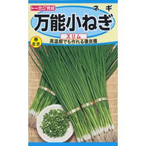 野菜の種 ネギ 万能小ねぎ スリム ４袋まで送料７３円 優良配送はクリップポストで送料185円｜hananakai-youhin