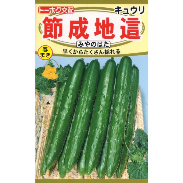 野菜の種 きゅうり 節成地這キュウリ ４袋まで送料７３円 優良配送はクリップポストで送料185円