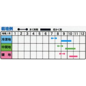 野菜の種 秋どりズッキーニ ピッコラ 優良配送...の詳細画像1