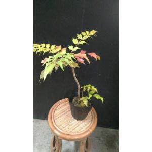 節分はヒイラギ クリスマスもヒイラギ 手作りガーデニング日記