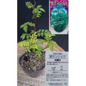 ポトス ライム 斑入り ポット苗 観葉植物 : 中井商店 やふー店 - 通販