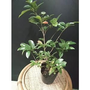 日陰に強い庭木 常緑樹の植木 庭木 の商品一覧 苗木 植木 花 ガーデニング 通販 Yahoo ショッピング