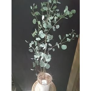 ユーカリ ポポラス 花粉症対策 ハーブ 風邪予防 フトモモ科...