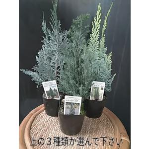 コニファー シルバースター アルミゴールド コルムナリスグラウカ｜中井商店 やふー店