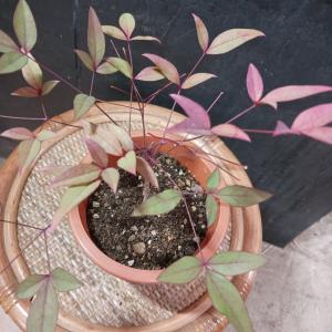 ✳︎にる　高野槙約60センチ２本 高野槇（コウヤマキ）No.05 10束セット/2本1組 60cm前後こうやまき