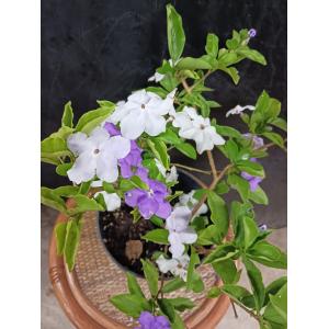 ニオイバンマツリ 花 苗 蕃茉莉 1株 9cmポット ばんまつり ジャスミン