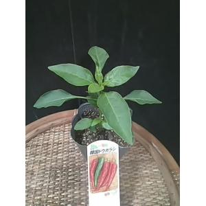 韓国トウガラシ 苗 カラトウ 在日が多い生野で売れている韓国野菜 からとう