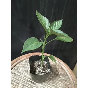 野菜苗 ピーマン 京みどり