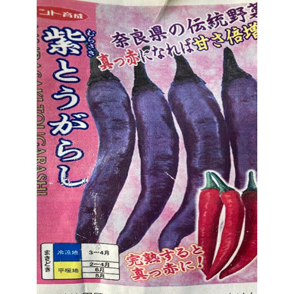 野菜苗 紫とうがらし 大和野菜 甘いトウガラシ ししとう 唐辛子 奈良県の伝統野菜