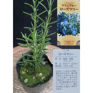 ハーブ ローズマリー 立性の商品画像