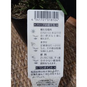 ハーブ ローズマリー 立性の詳細画像3