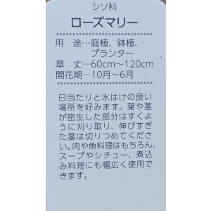 ハーブ ローズマリー 立性の詳細画像1