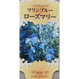ハーブ ローズマリー 立性の詳細画像2
